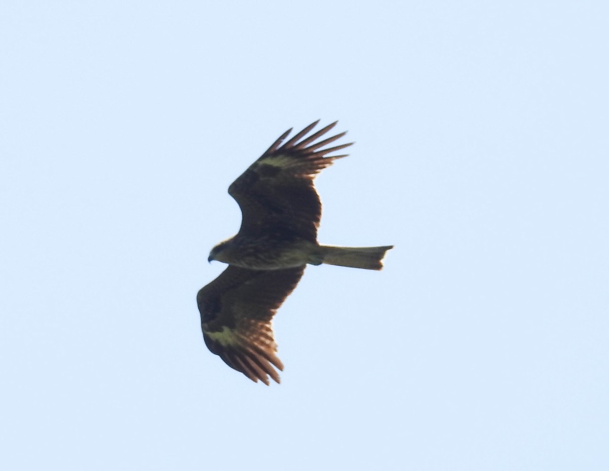 Black Kite - Sahana M