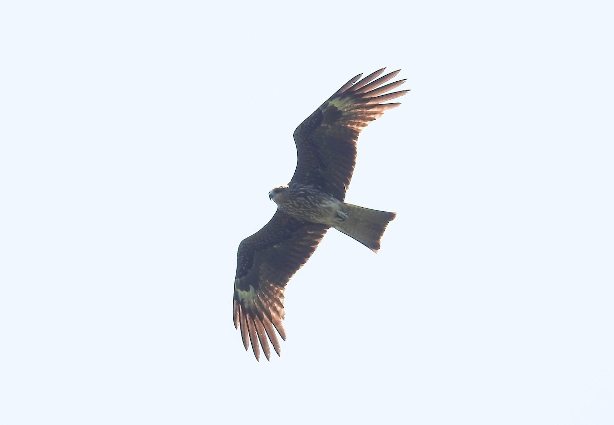 Black Kite - ML180001411