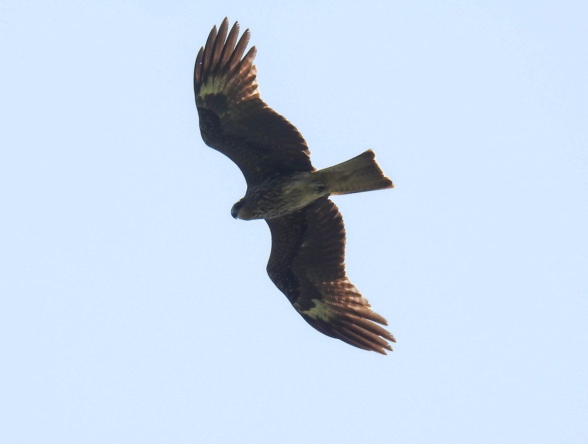 Black Kite - ML180001421