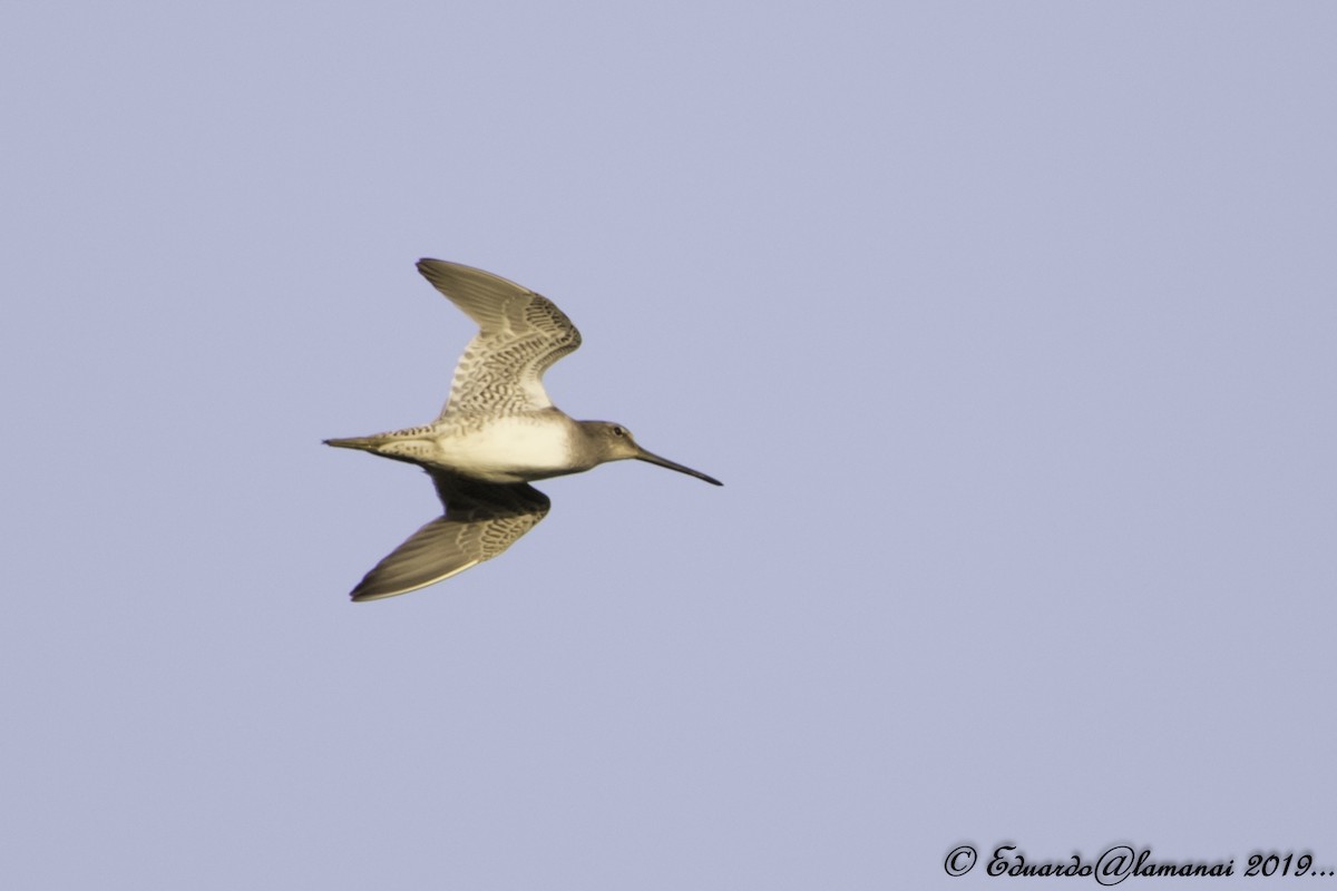 Long-billed Dowitcher - Jorge Eduardo Ruano