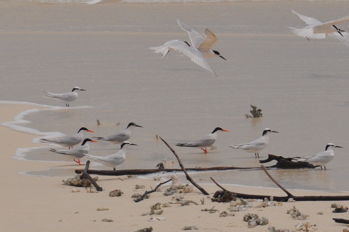 Roseate Tern - ML180001781