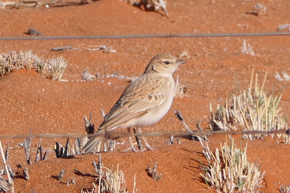 Fawn-colored Lark (Fawn-colored) - ML180002371