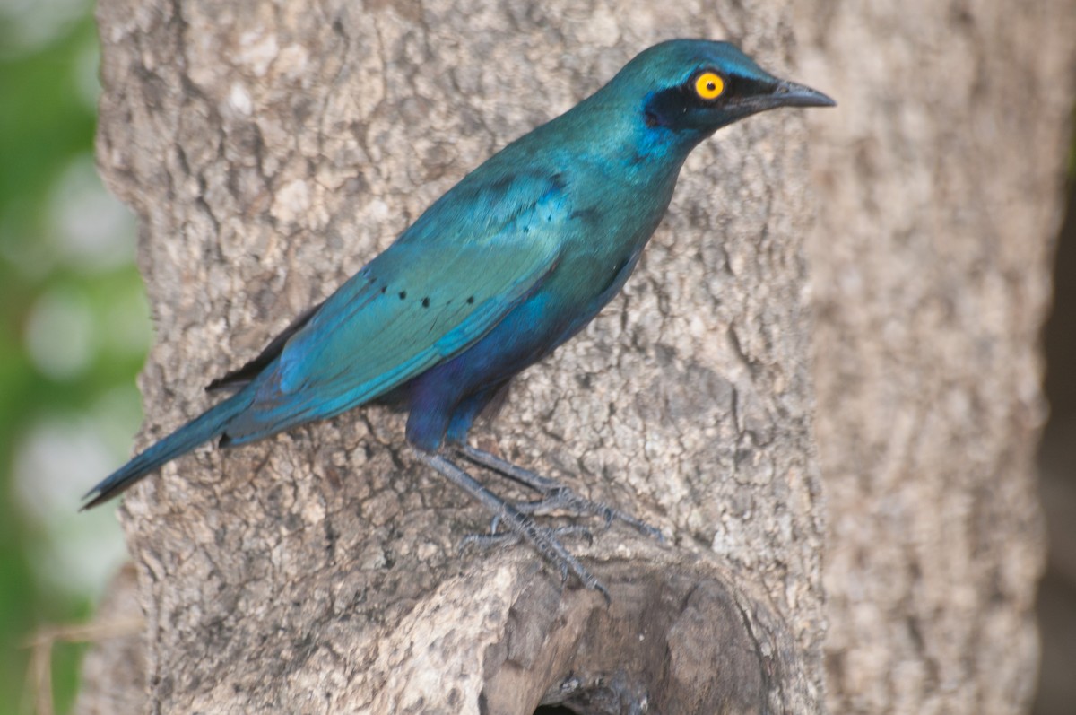 Greater Blue-eared Starling - ML180004431