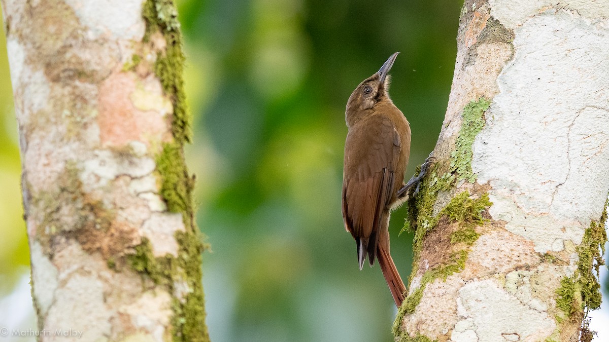 Plain-brown Woodcreeper - Mathurin Malby