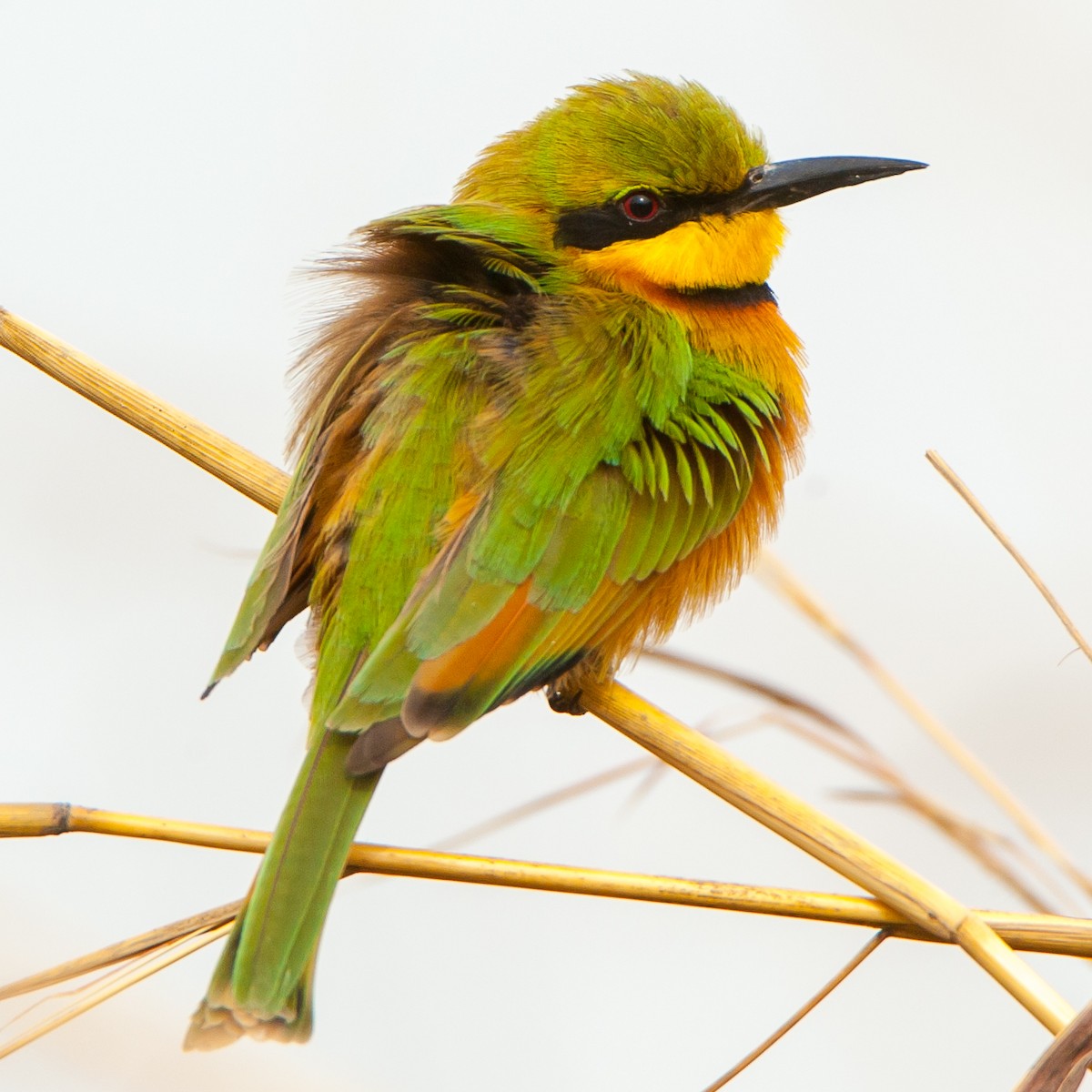 Little Bee-eater - ML180005631