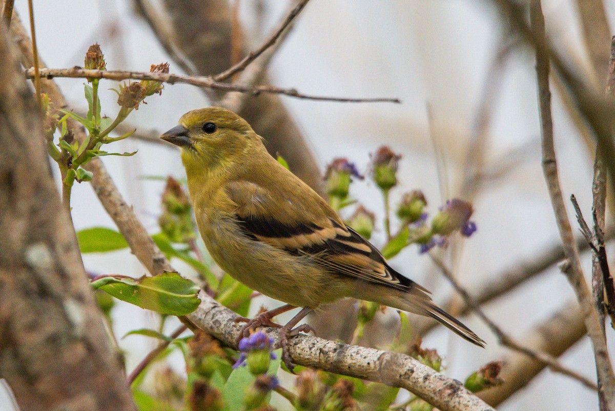 American Goldfinch - Frank King