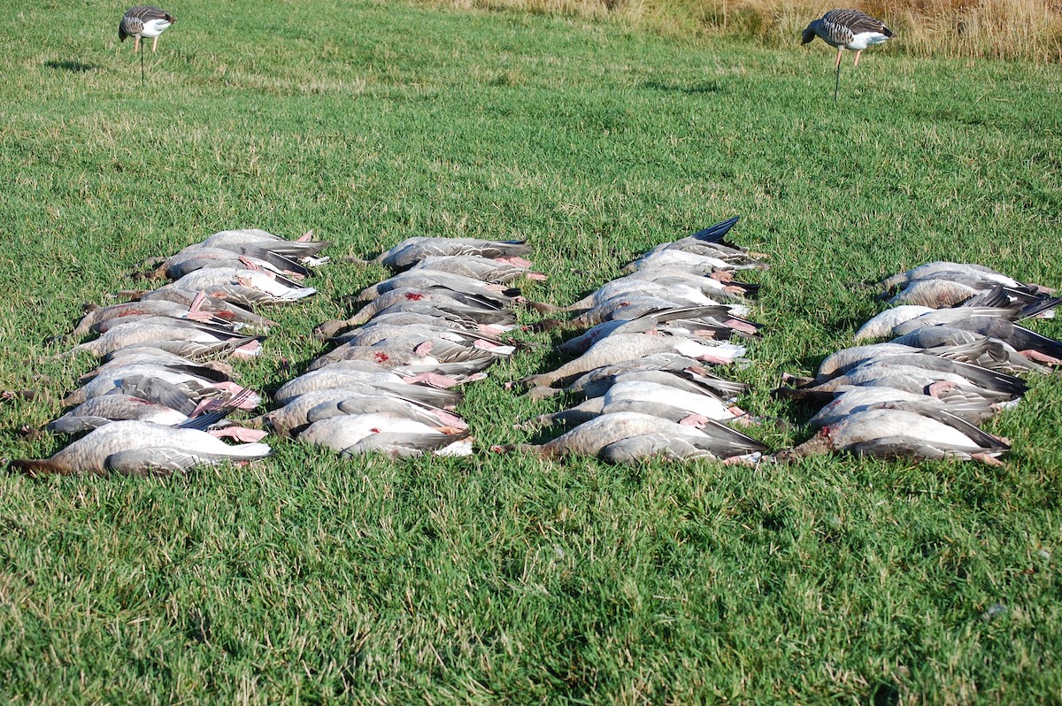 Pink-footed Goose - ML180006931