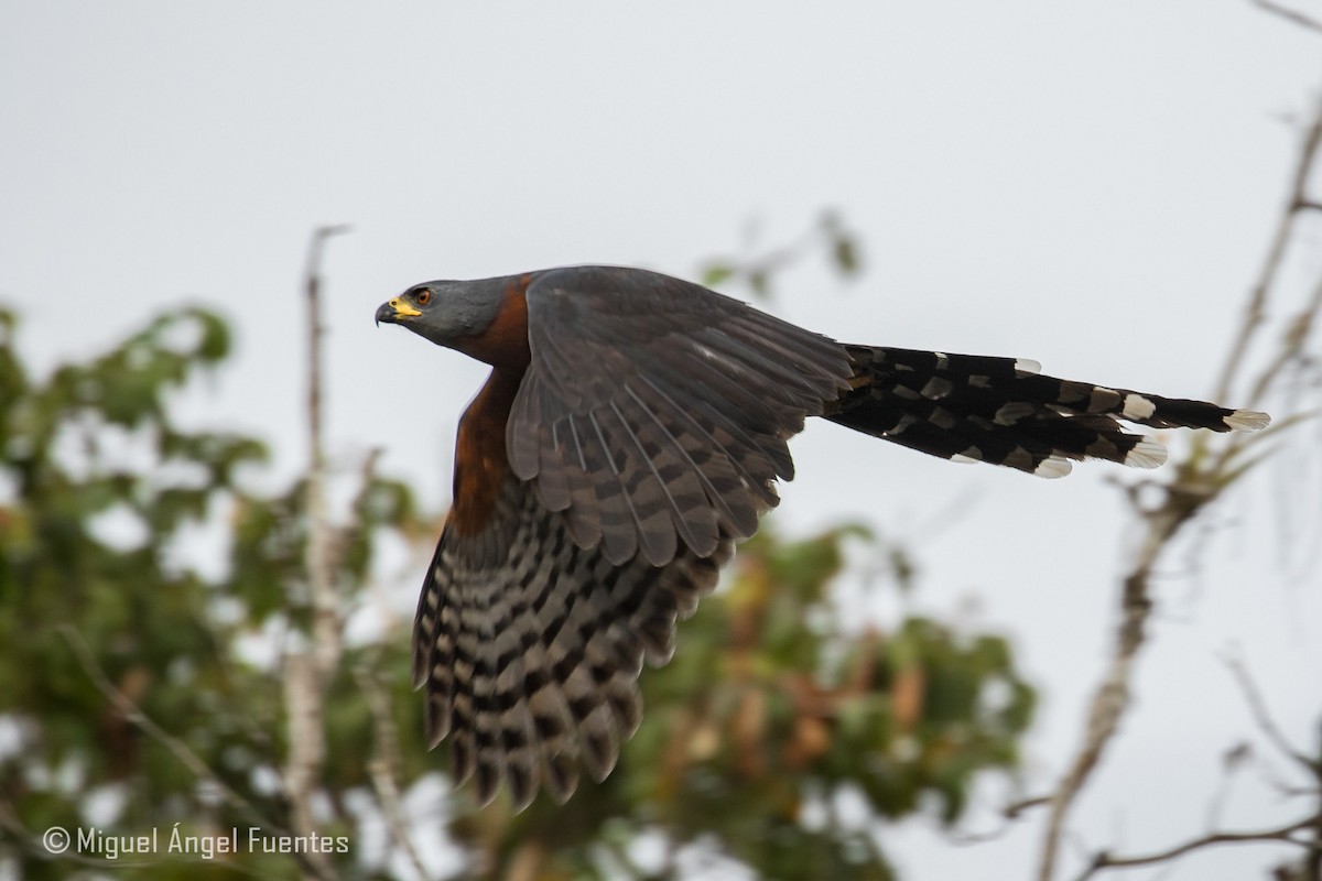 Long-tailed Hawk - ML180007021