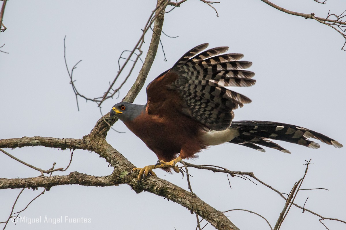 Long-tailed Hawk - ML180007031