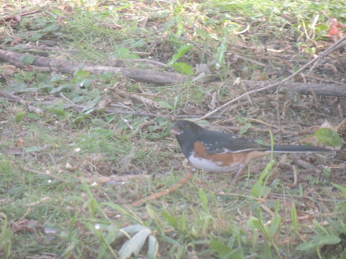 Spotted x Eastern Towhee (hybrid) - ML180007041