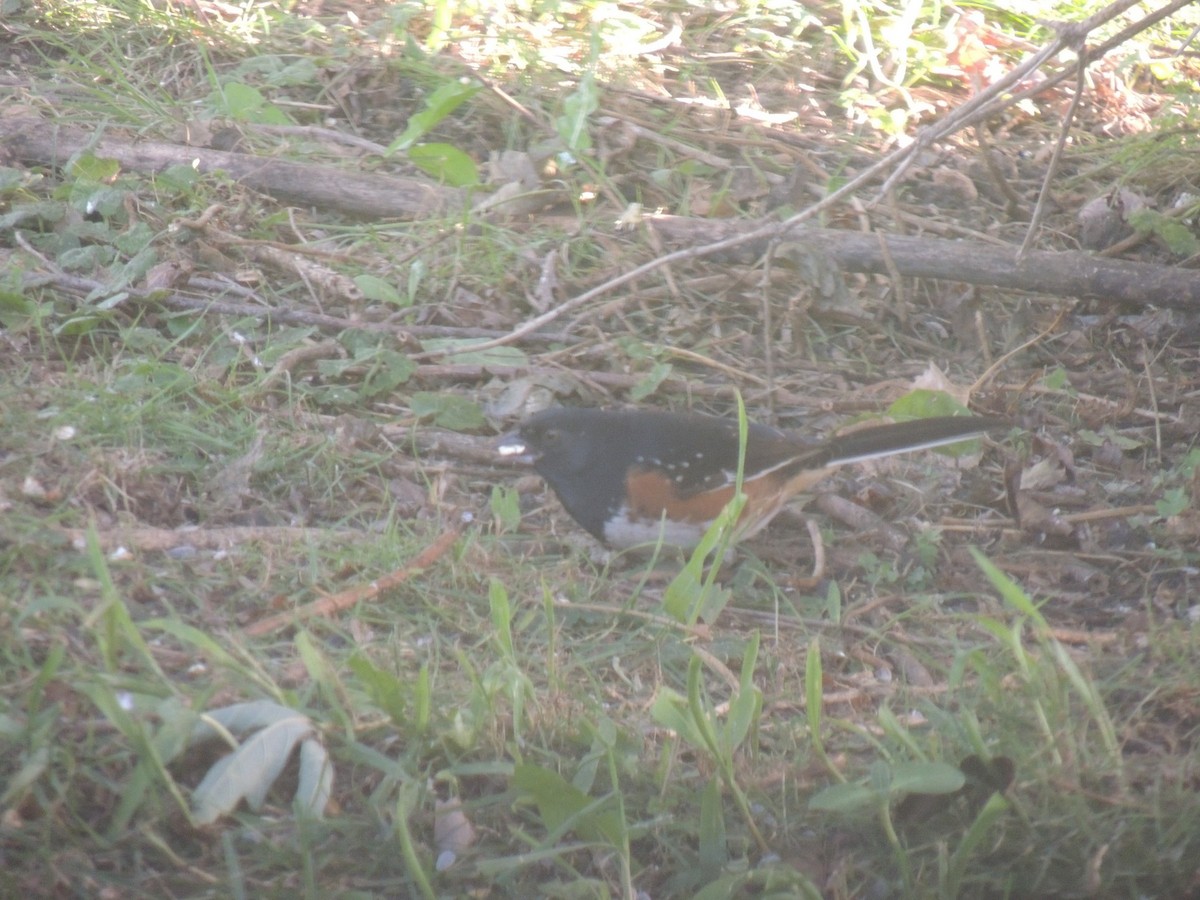 Spotted x Eastern Towhee (hybrid) - ML180007051