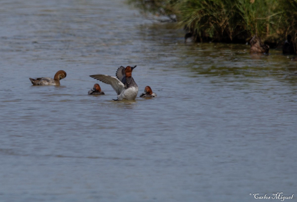 Common Pochard - ML180009781