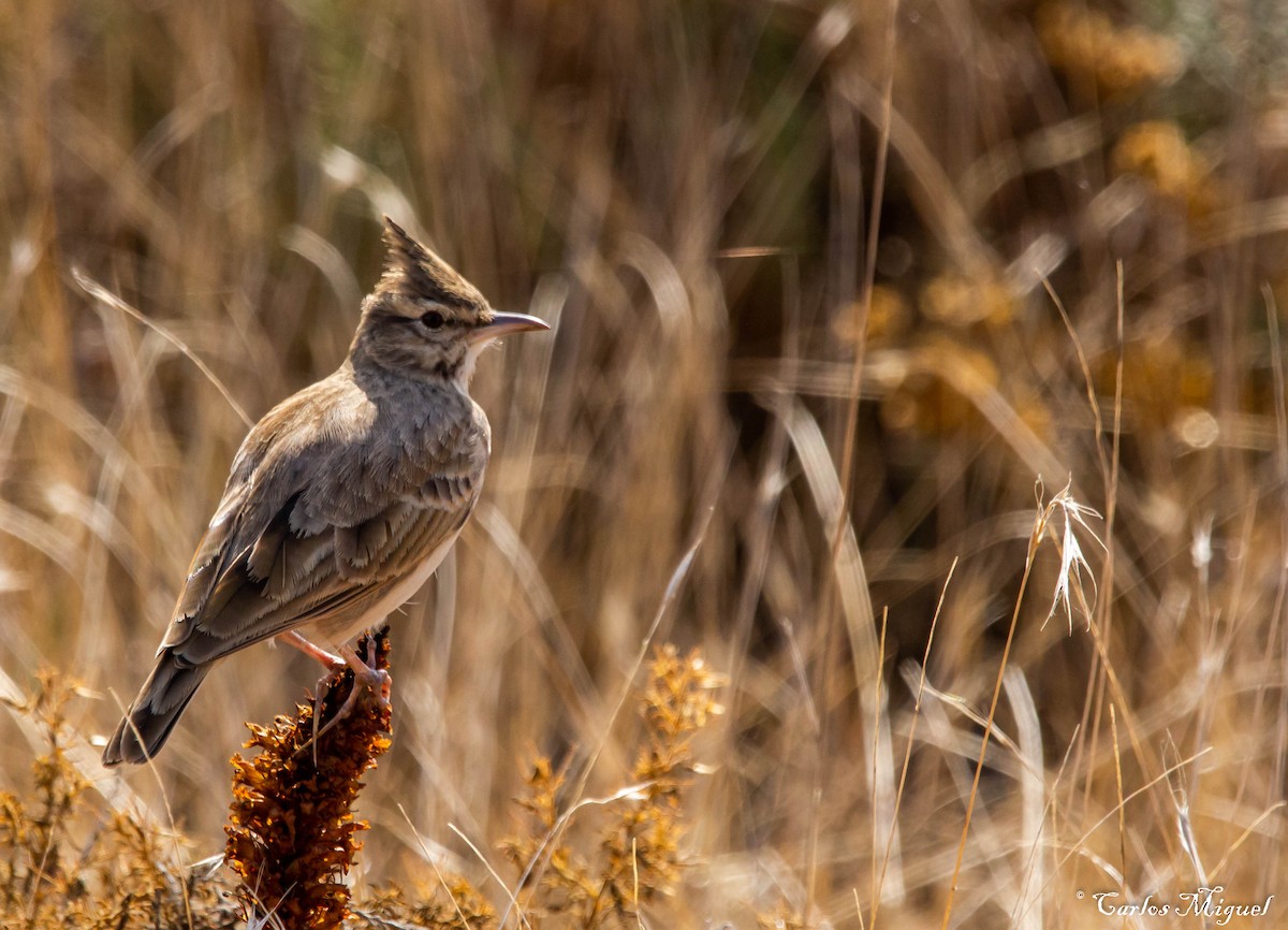 Crested Lark - ML180009811