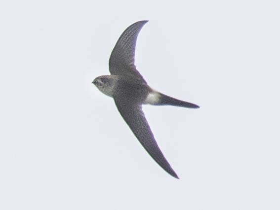 Antillean Palm Swift - Homer Gardin