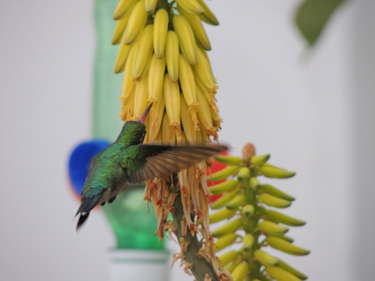 Glittering-bellied Emerald - Julio Freitas