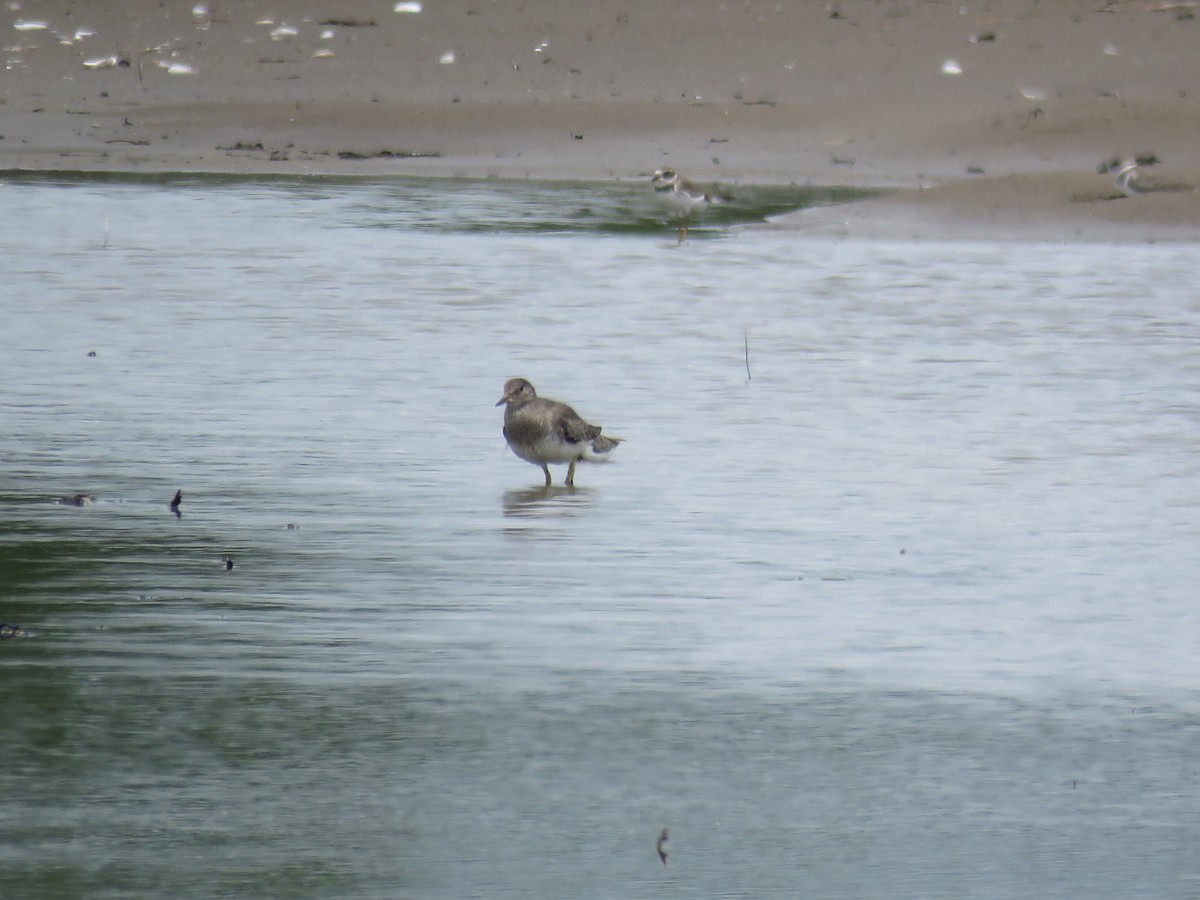 Surfbird - Mayron McKewy Mejia