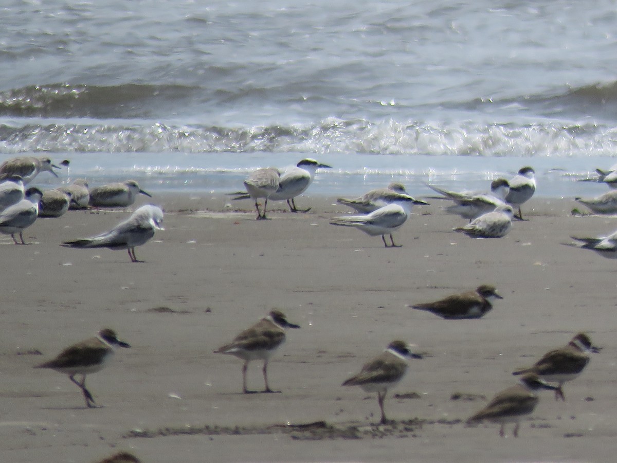 Least Tern - ML180010541