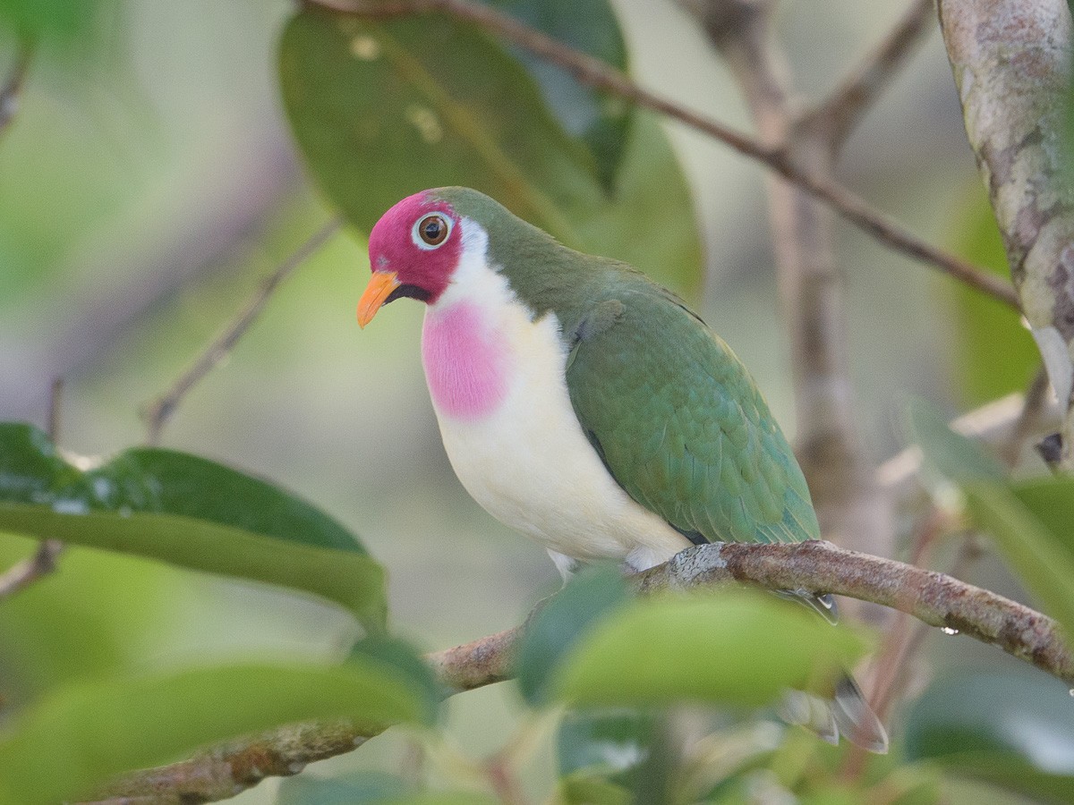 Jambu Fruit-Dove - ML180010631