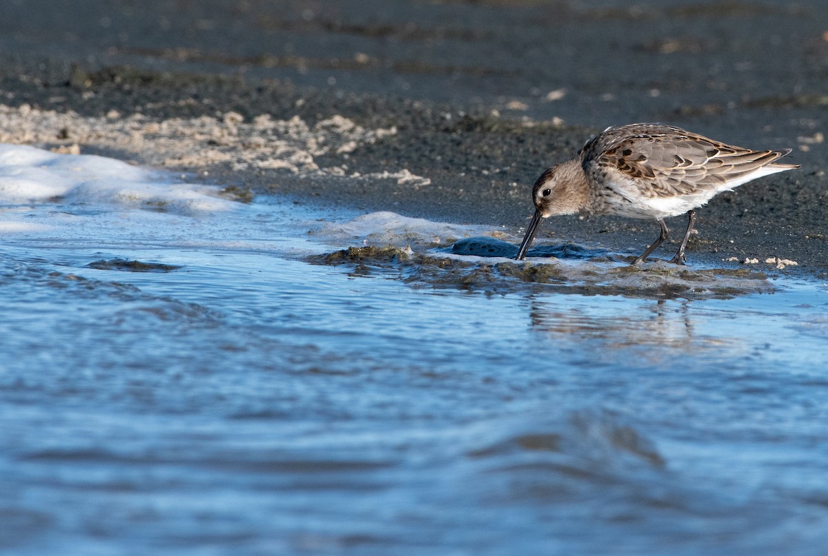 Bécasseau variable - ML180012021