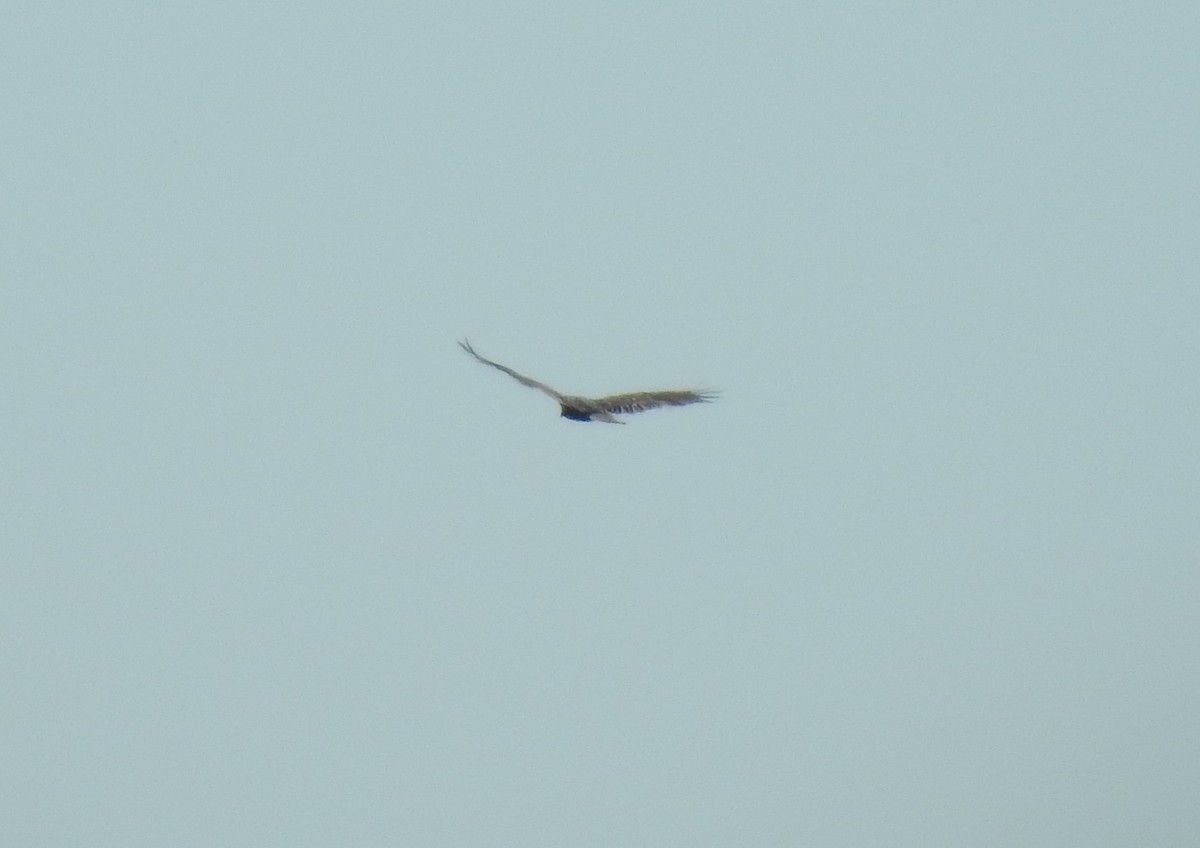 Turkey Vulture - ML180012231