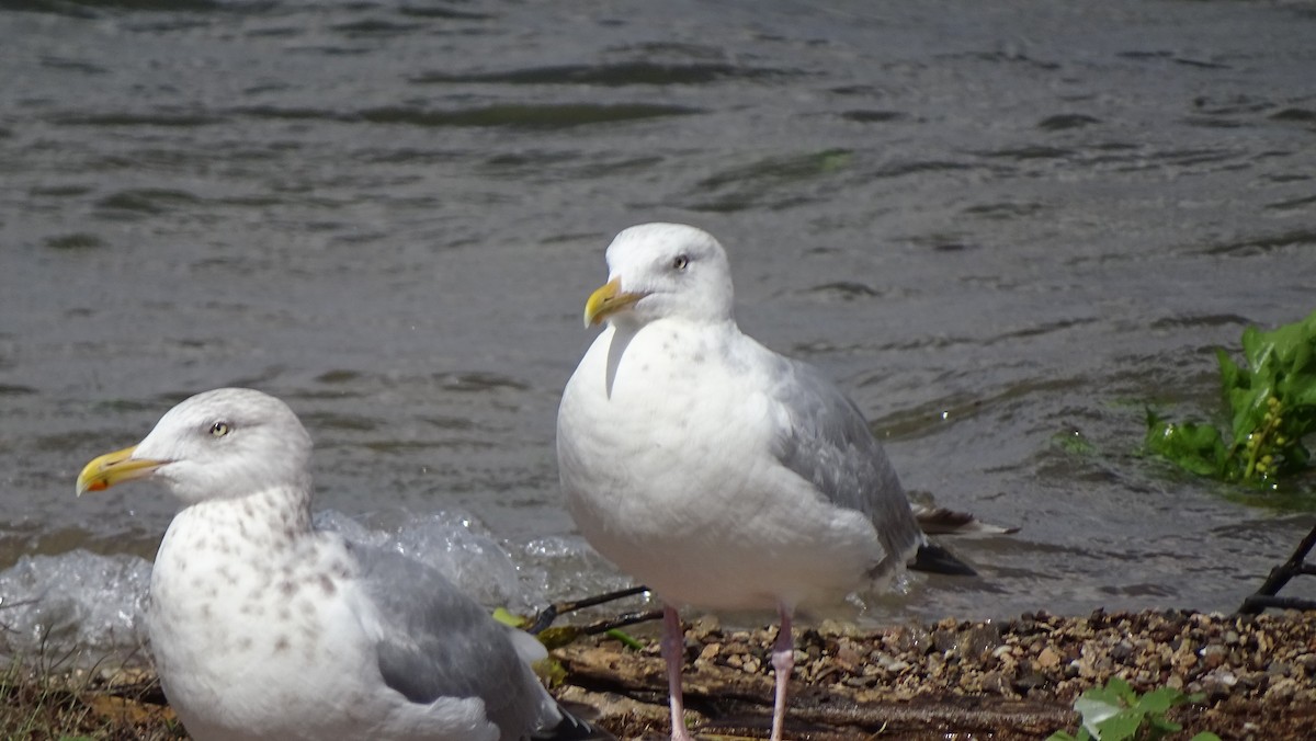 Herring Gull - steve boyack