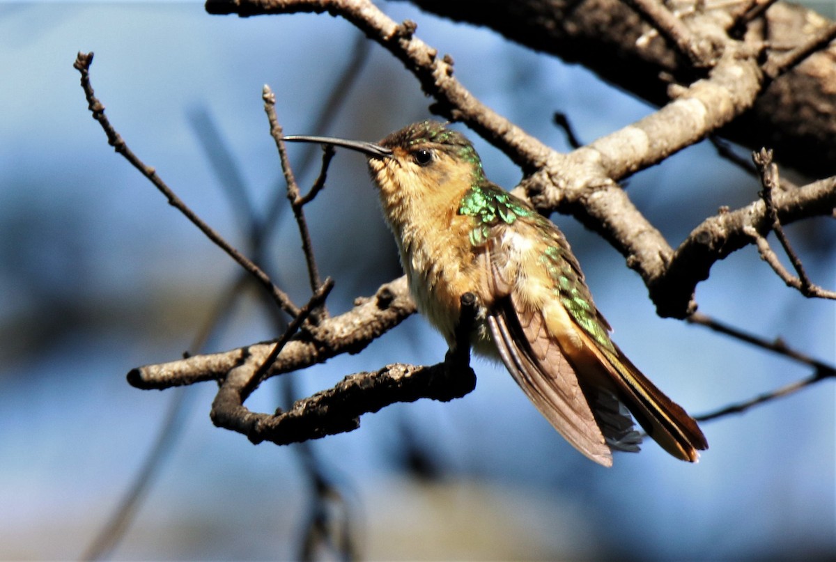 kolibřík pestroocasý - ML180013031