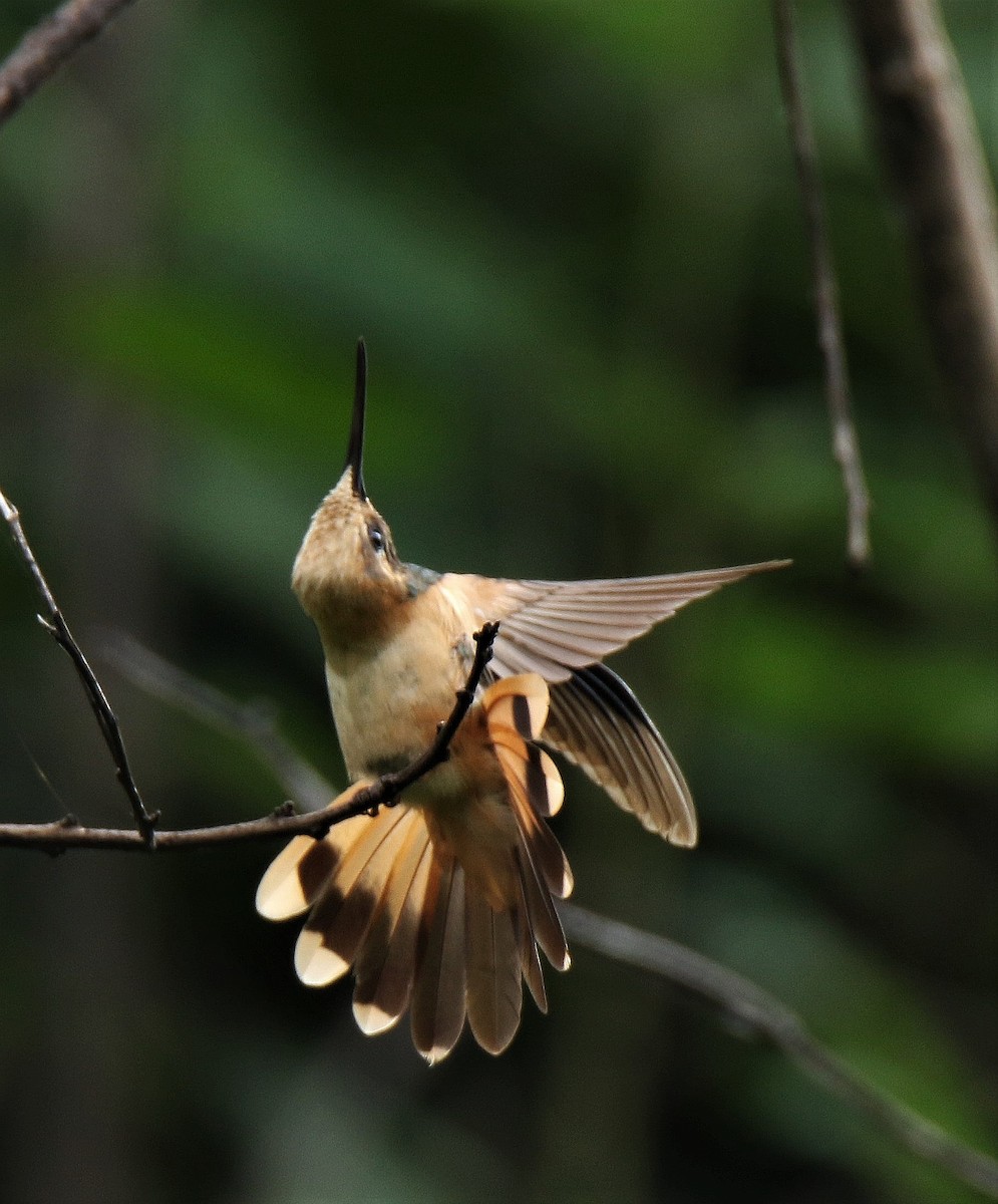 kolibřík pestroocasý - ML180013041