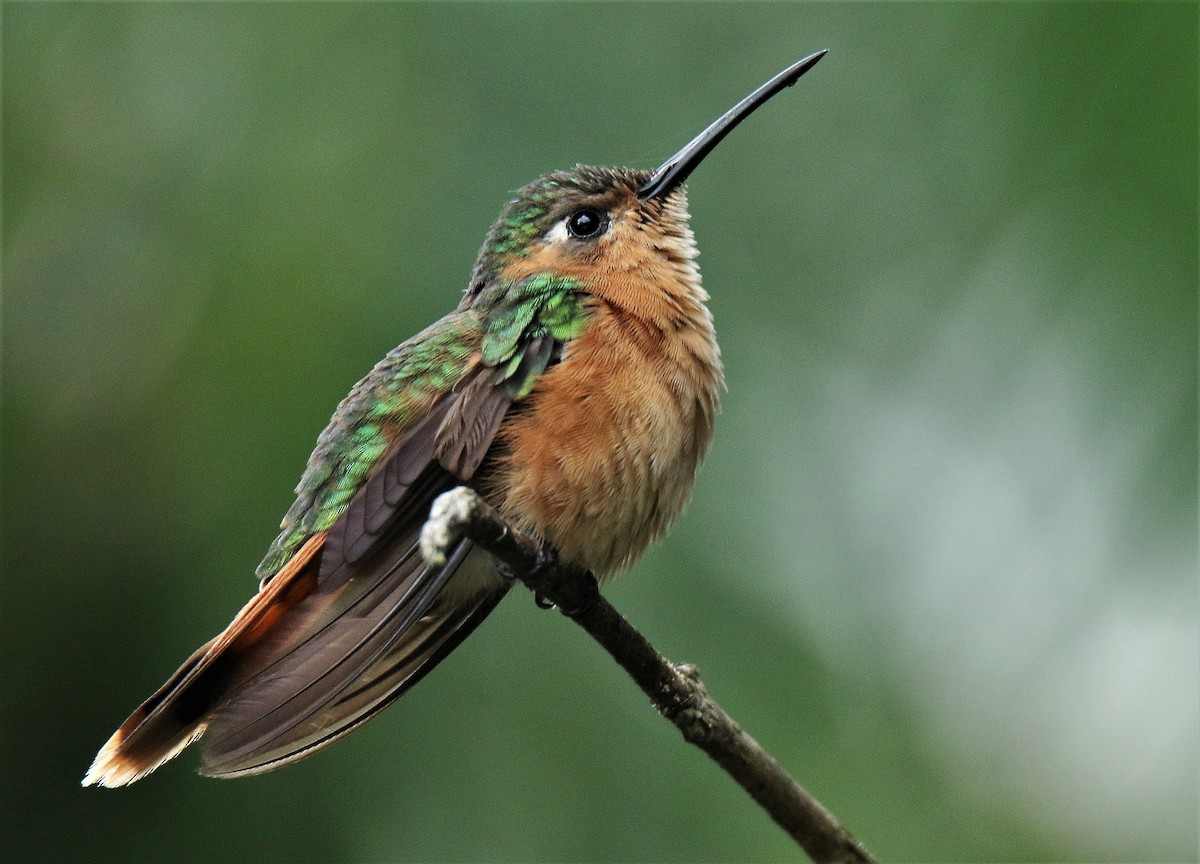 Rufous Sabrewing - ML180013111