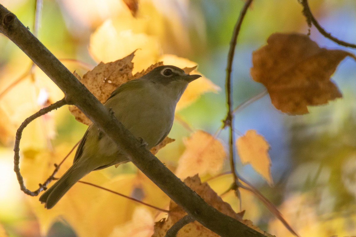 Blue-headed Vireo - ML180015401