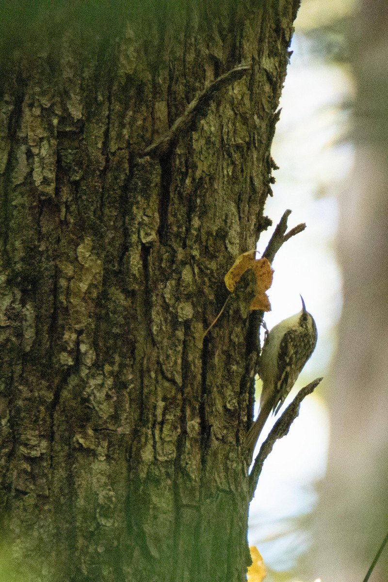 Brown Creeper - ML180015421