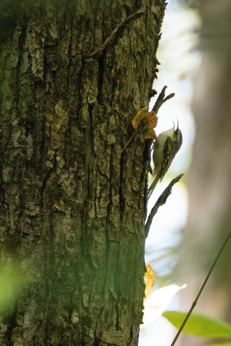 Brown Creeper - ML180015441