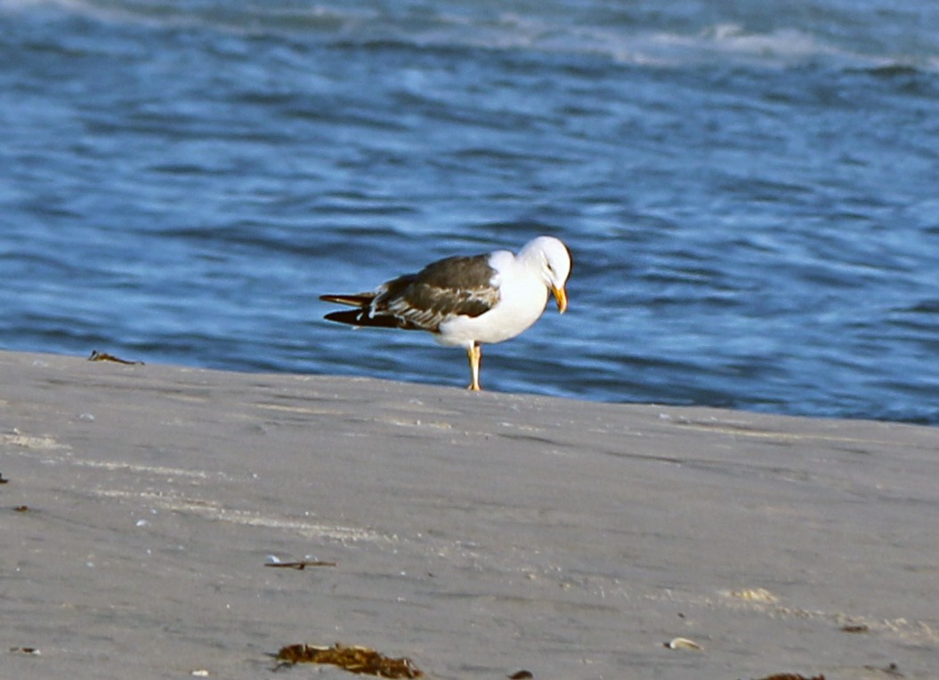 Lesser Black-backed Gull - Shilo McDonald