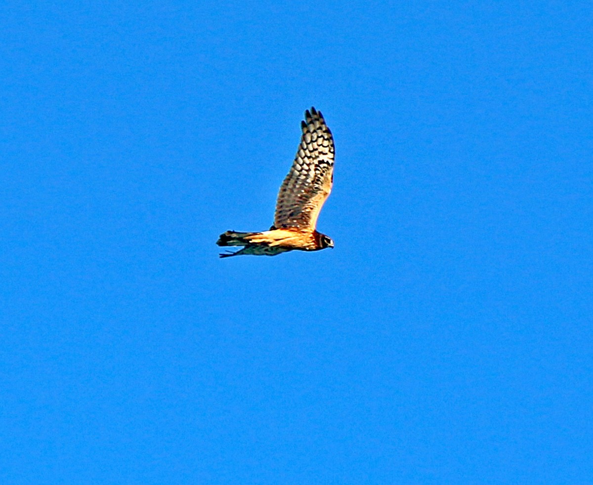 Northern Harrier - Shilo McDonald