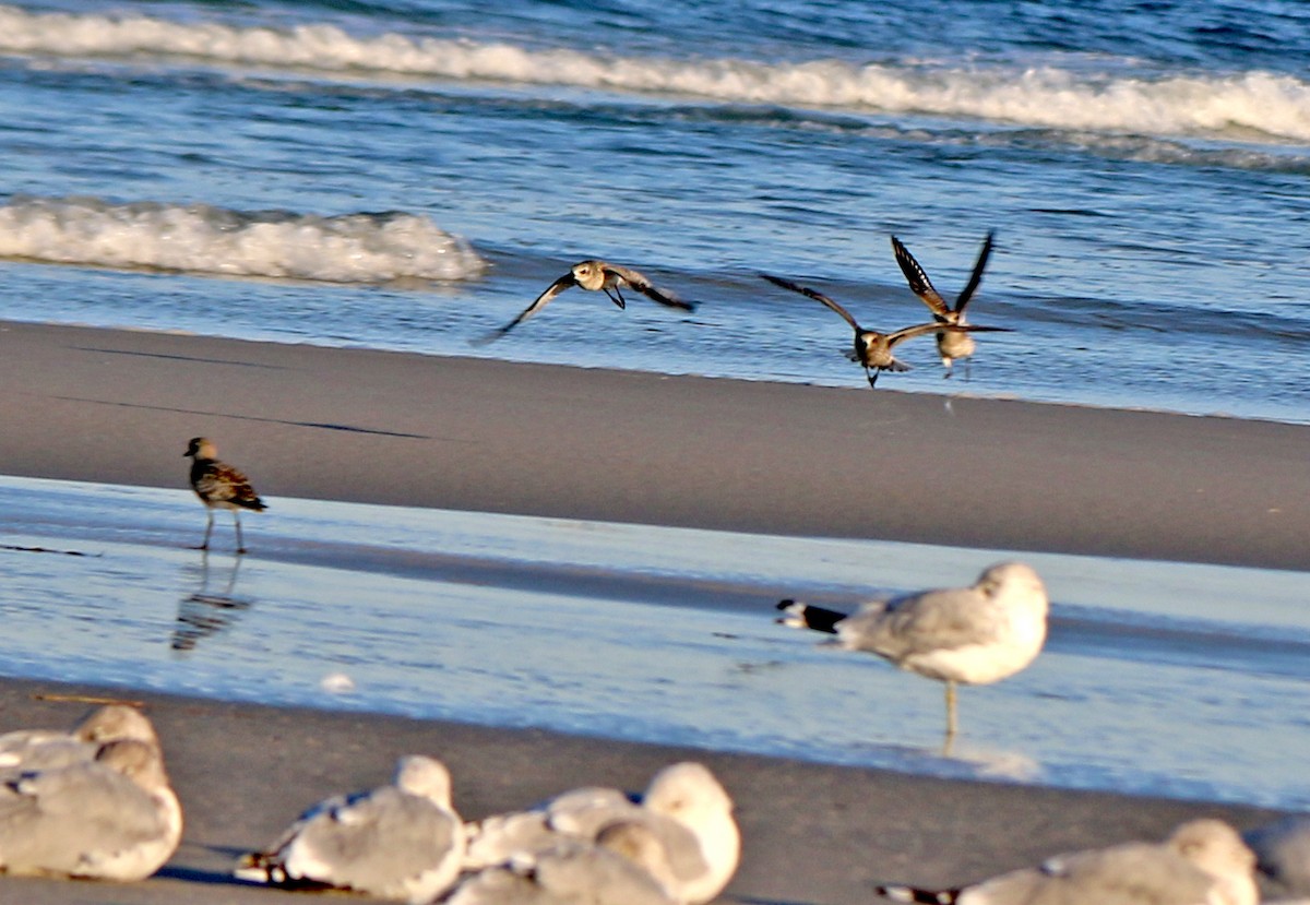 Black-bellied Plover - Shilo McDonald