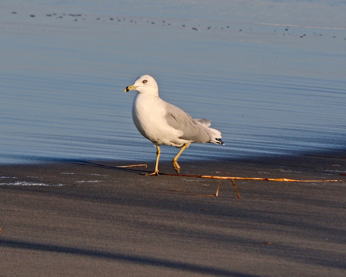 Ring-billed Gull - Shilo McDonald