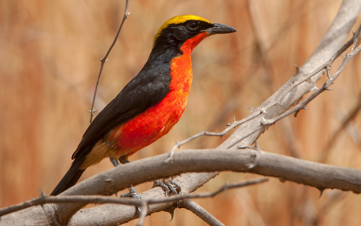 Yellow-crowned Gonolek - ML180016961