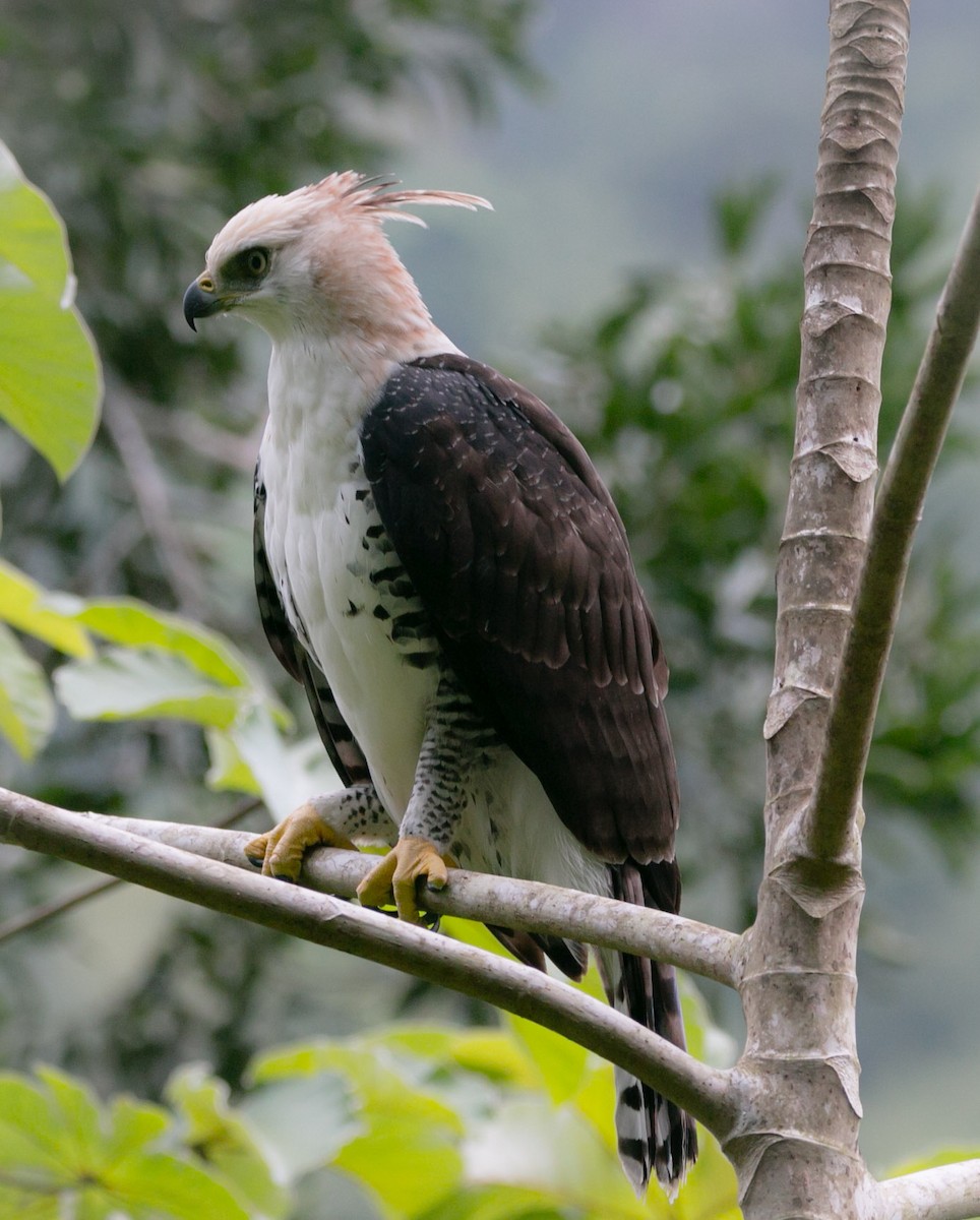 Ornate Hawk-Eagle - ML180017991