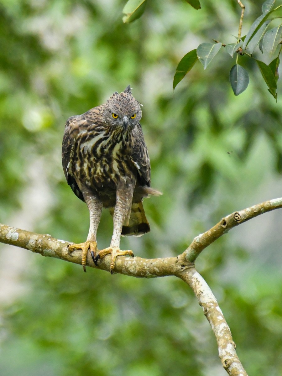 Changeable Hawk-Eagle (Crested) - ML180018471