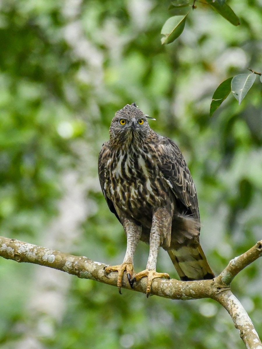 Changeable Hawk-Eagle (Crested) - ML180018481