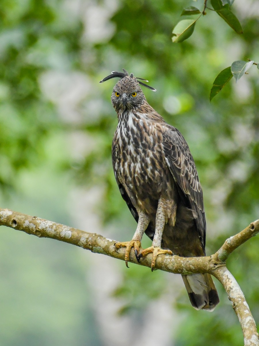 Changeable Hawk-Eagle (Crested) - ML180018491
