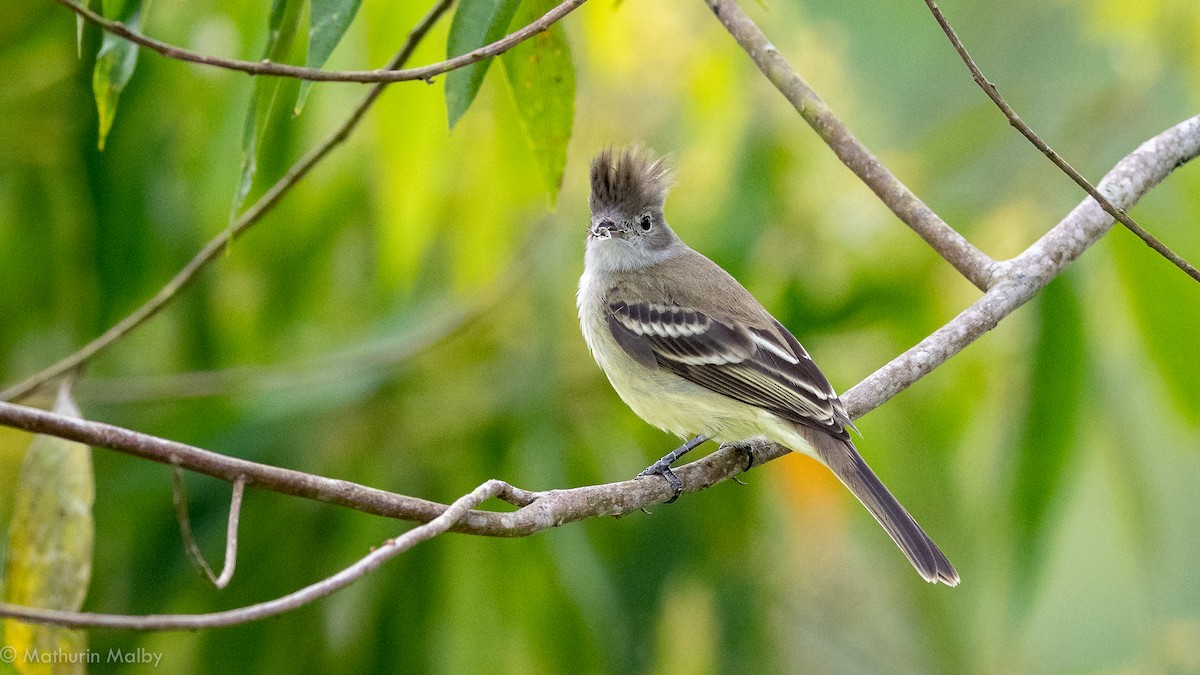 Yellow-bellied Elaenia - Mathurin Malby