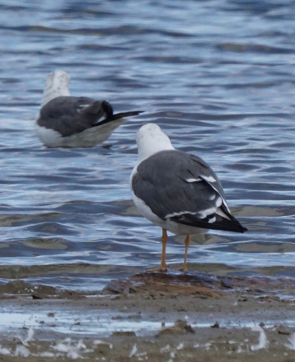 Lesser Black-backed Gull - ML180022811