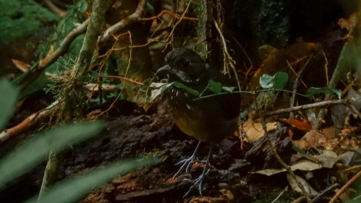 Moustached Antpitta - Jorge Muñoz García   CAQUETA BIRDING
