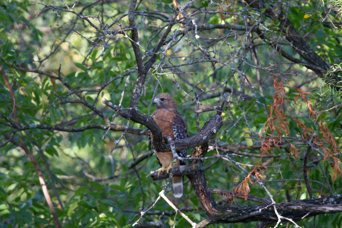 Red-shouldered Hawk - Kristopher (Kit) Dapprich