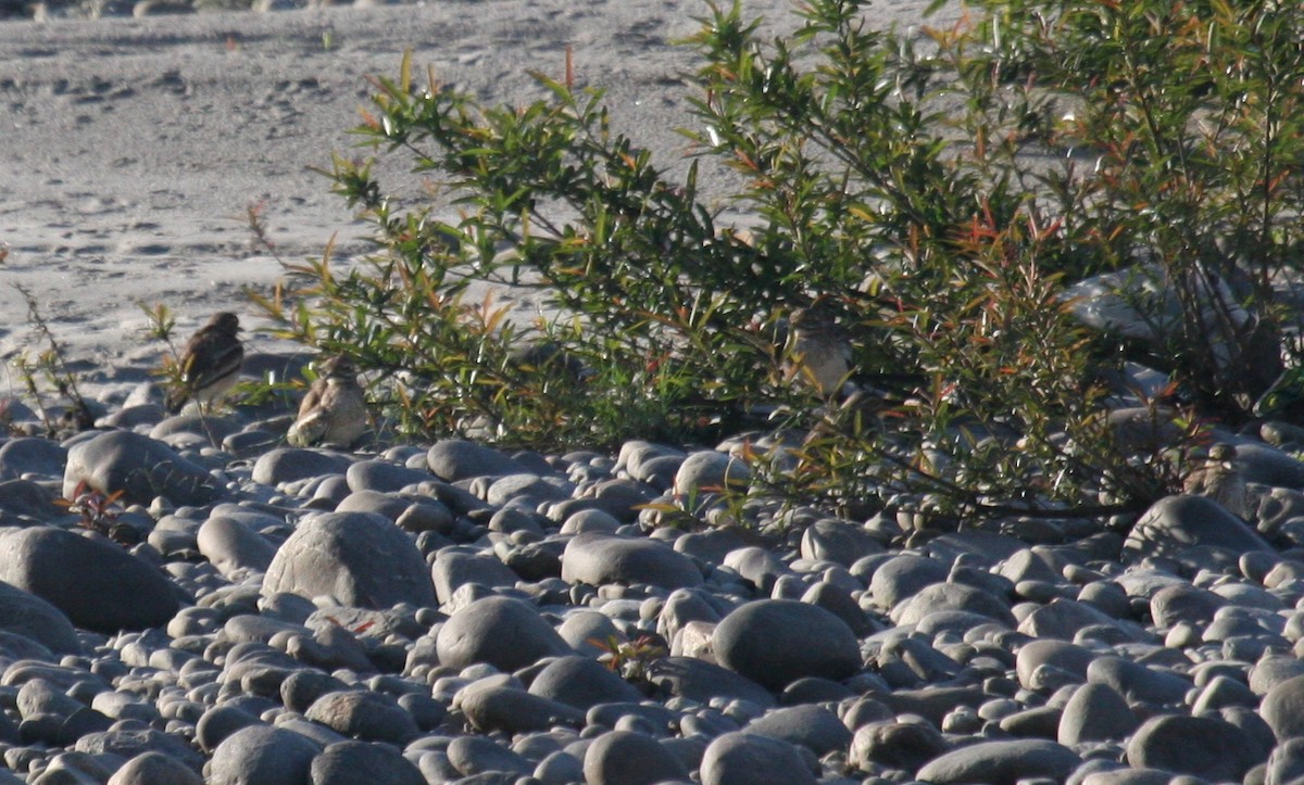 Indian Thick-knee - ML180026161