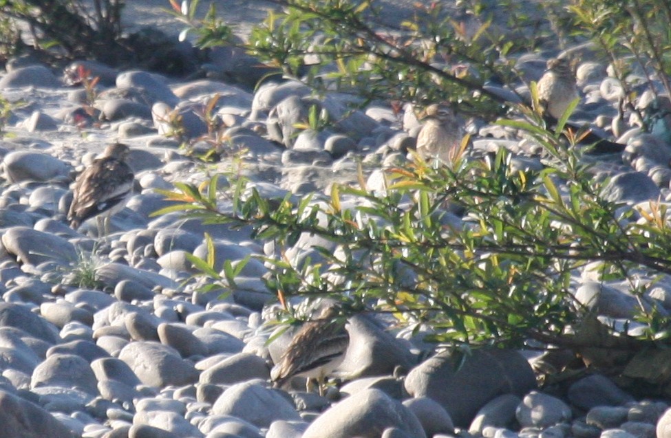 Indian Thick-knee - ML180026211