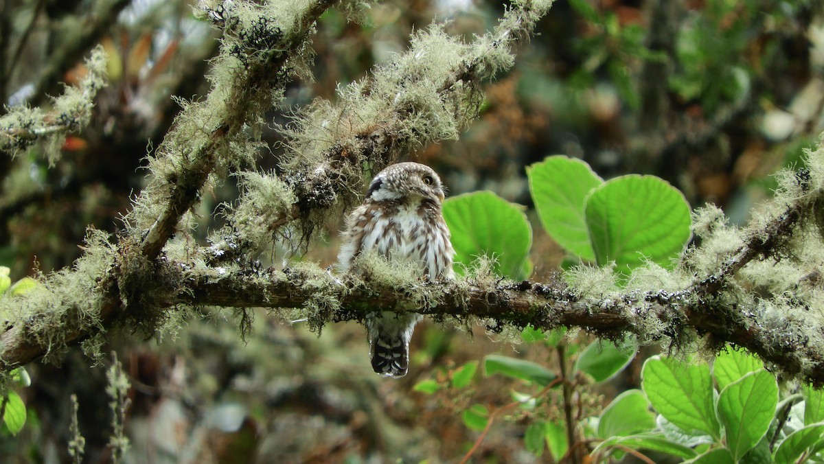 Andean Pygmy-Owl - ML180027071