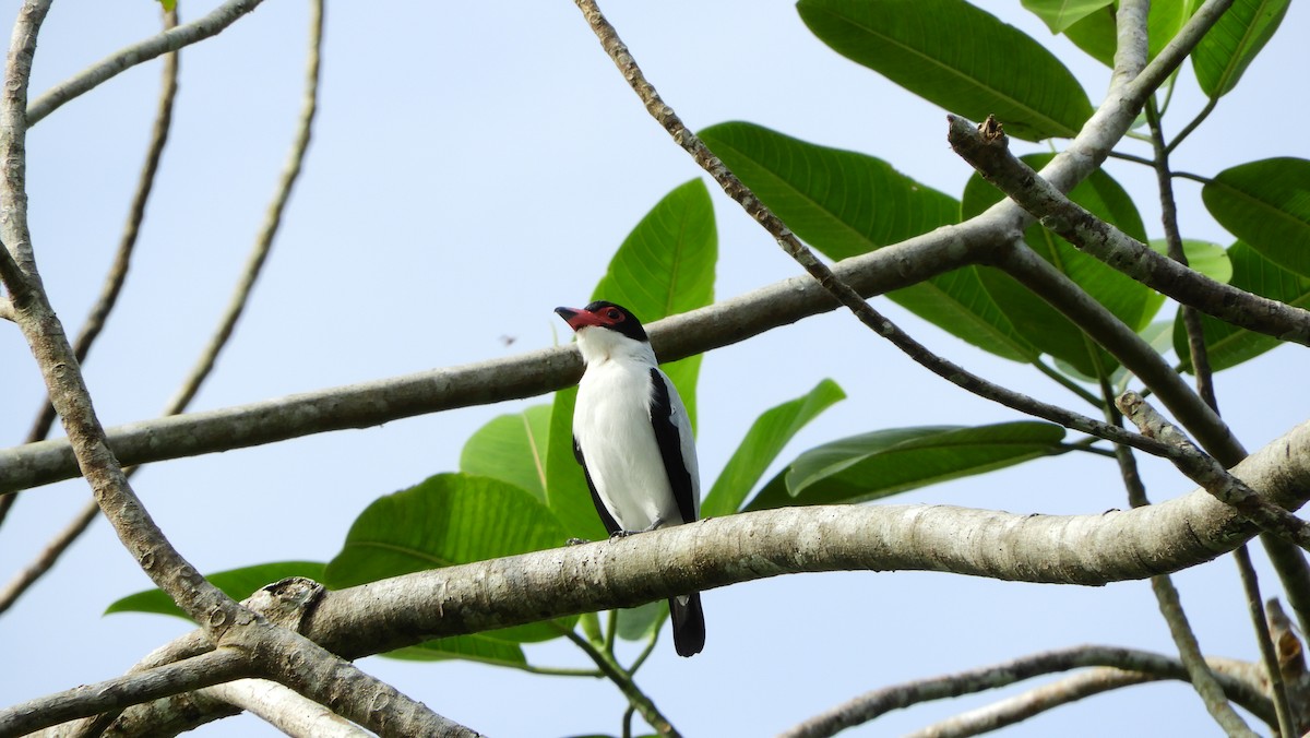 Black-tailed Tityra - Jorge Muñoz García   CAQUETA BIRDING