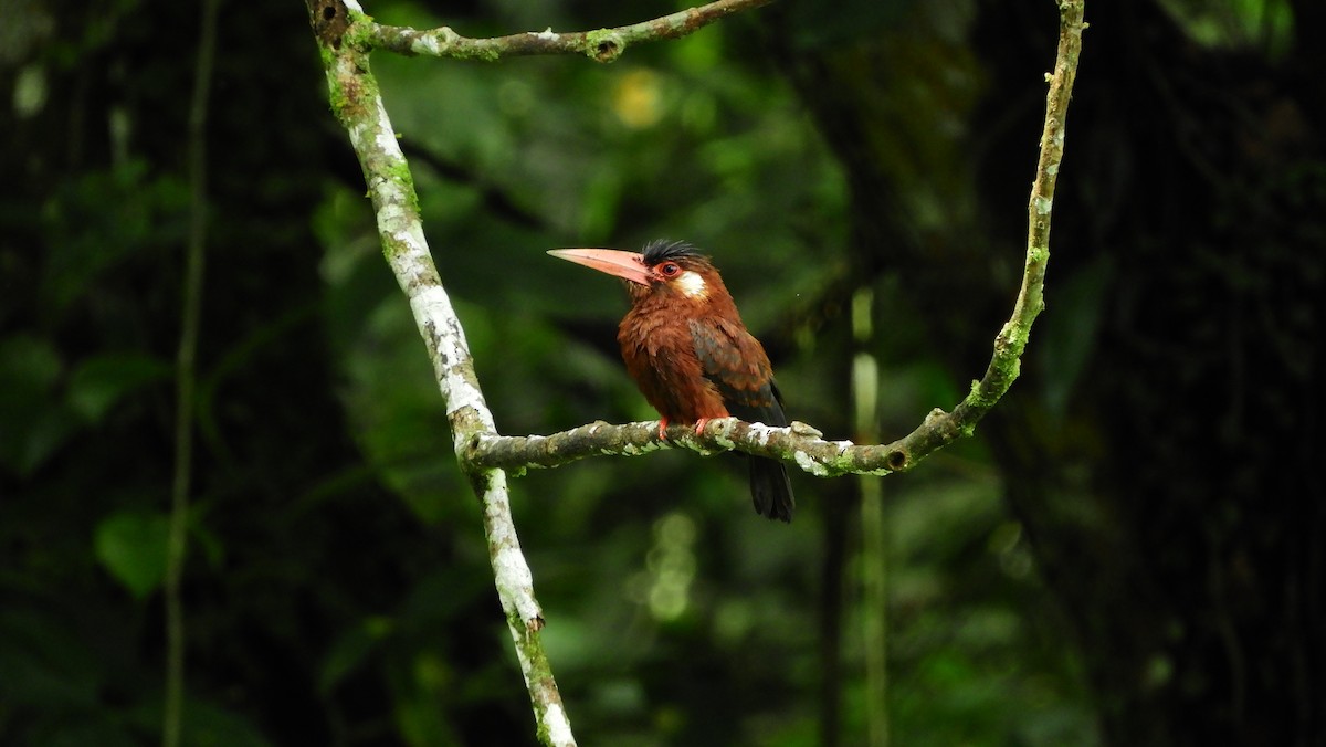 White-eared Jacamar - ML180027741