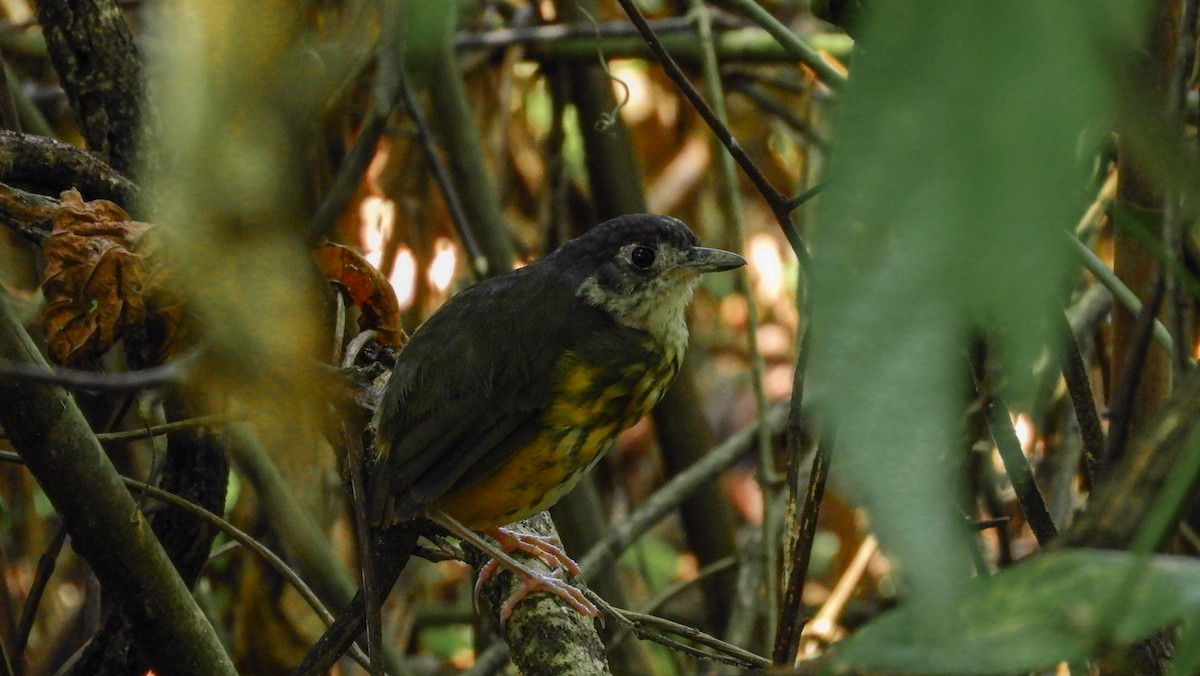 White-lored Antpitta - ML180027781